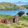 Pulau Komodo