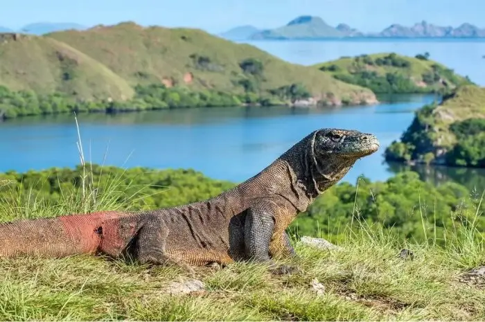 Pulau Komodo